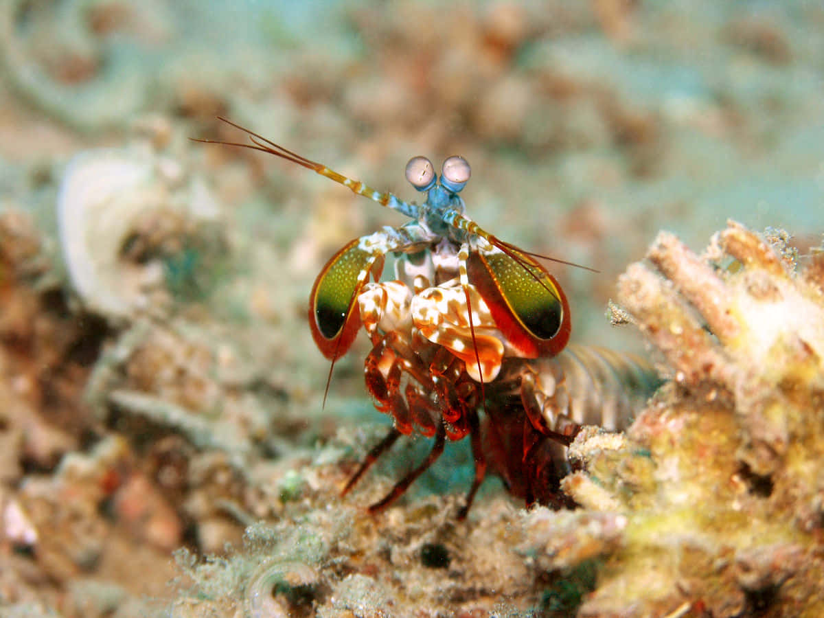 A Vibrant Pistol Shrimp In Its Natural Habitat Wallpaper