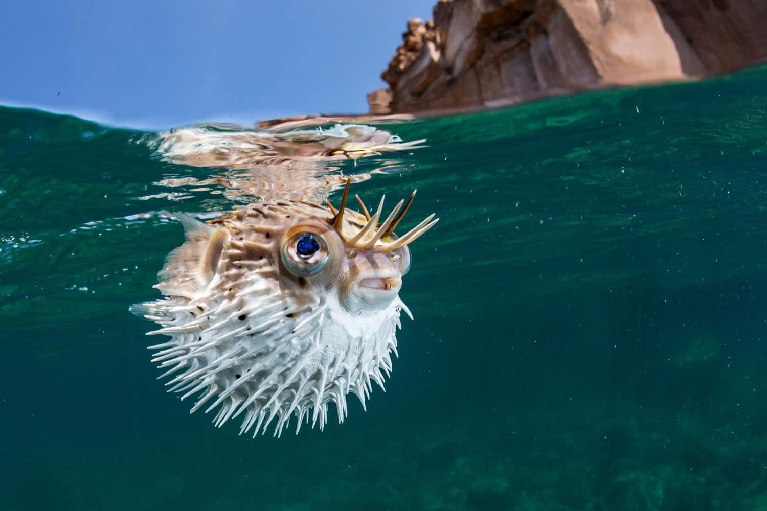 A Vibrant Pufferfish Swimming In The Clear Tropical Waters Wallpaper