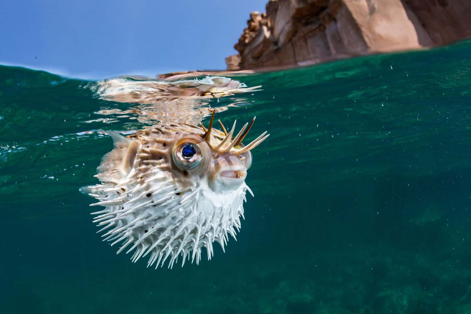 En Livlig Pufferfish Som Svømmer I Klart Tropisk Vann Bakgrunnsbildet