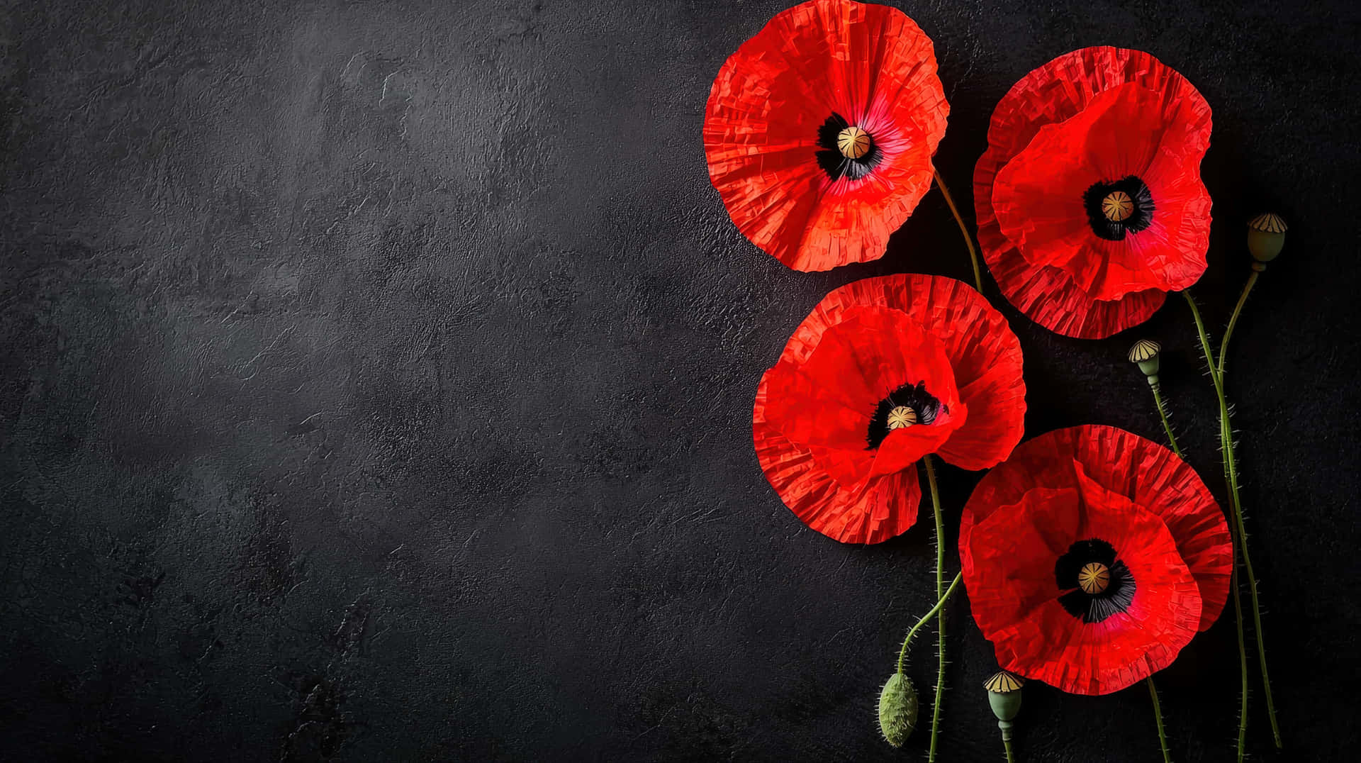 A Vibrant Red Poppy Flower Isolated Against A Dark Black Background Wallpaper