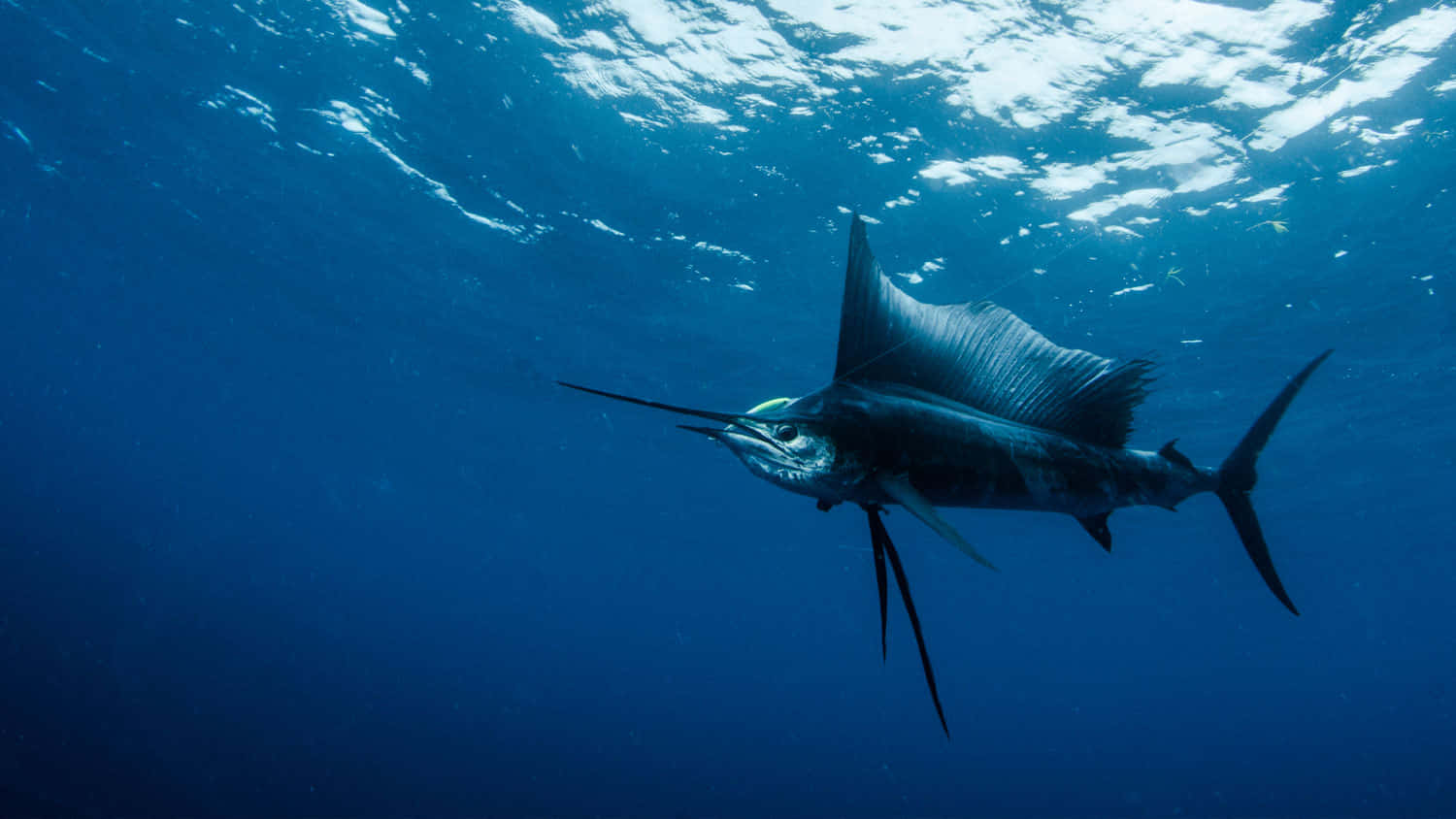 A Vibrant Sailfish Swimming Effortlessly In The Ocean Depths Wallpaper