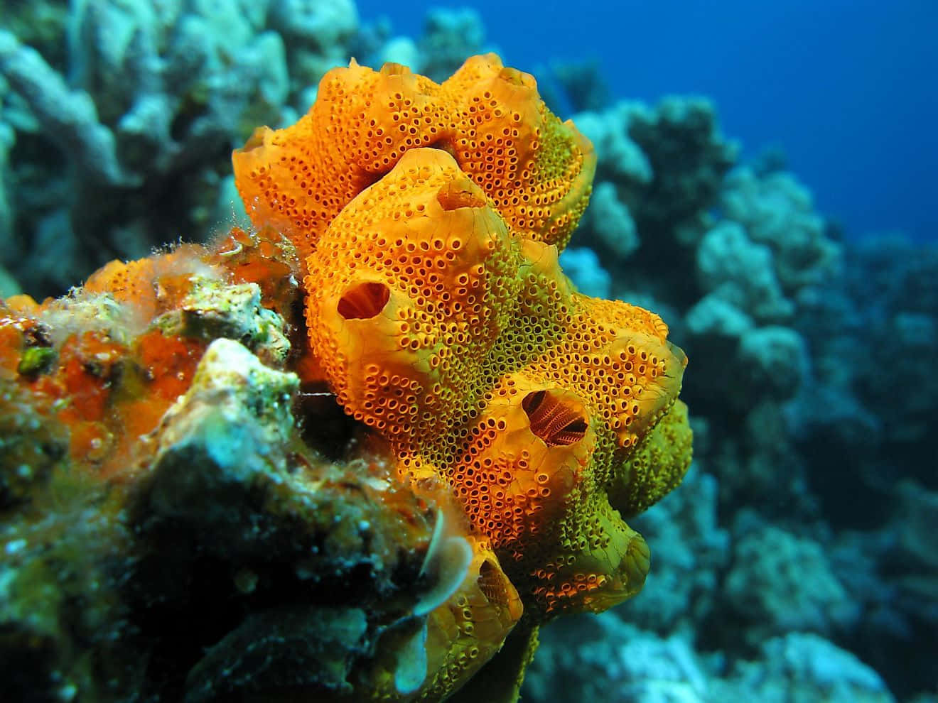 A Vibrant Sea Sponge Underwater Wallpaper