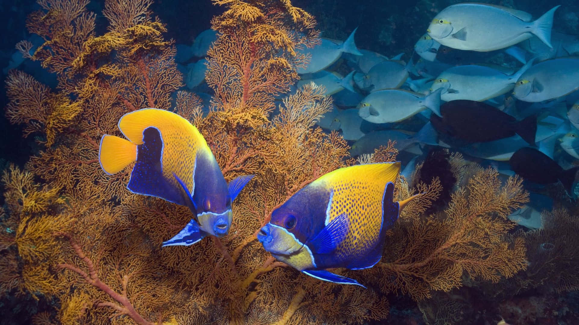 A Vibrant Surgeonfish Exploring The Colorful Coral Reef. Wallpaper