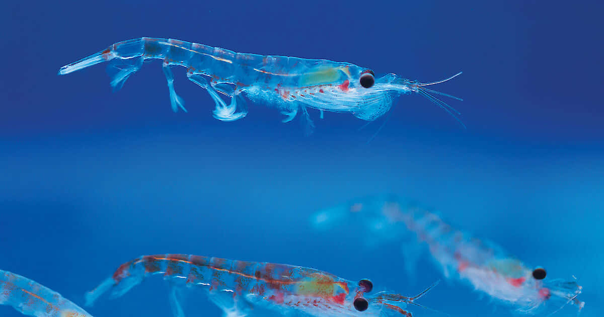 Un Essaim Vibrant De Krill Dans Les Profondeurs De La Mer Fond d'écran