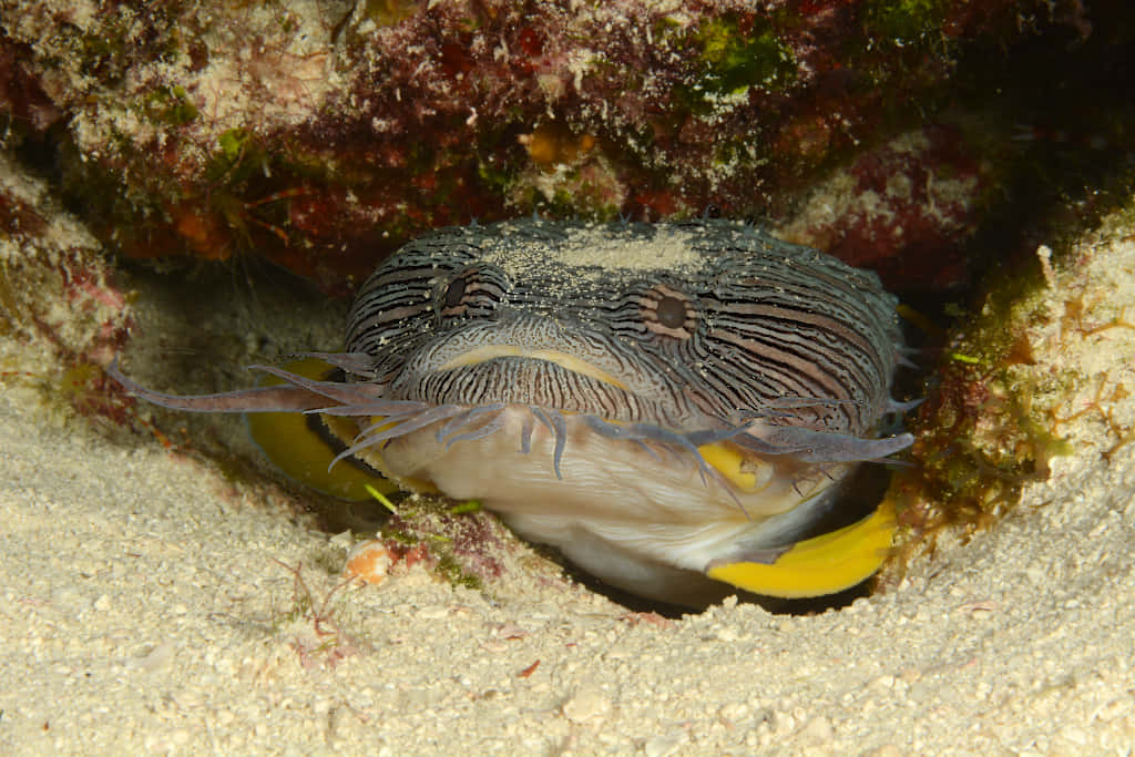 A Vibrant Toadfish In Natural Habitat Wallpaper