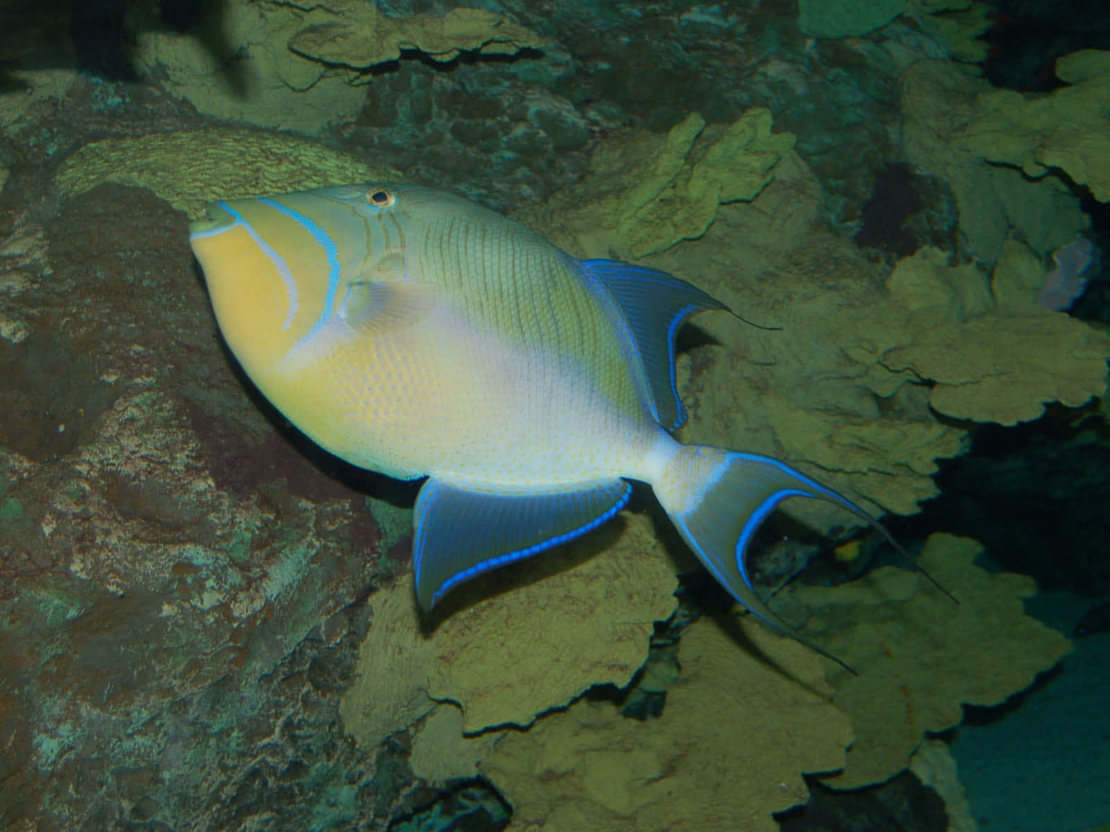 A Vibrant Triggerfish Gliding Through Crystal Clear Waters. Wallpaper