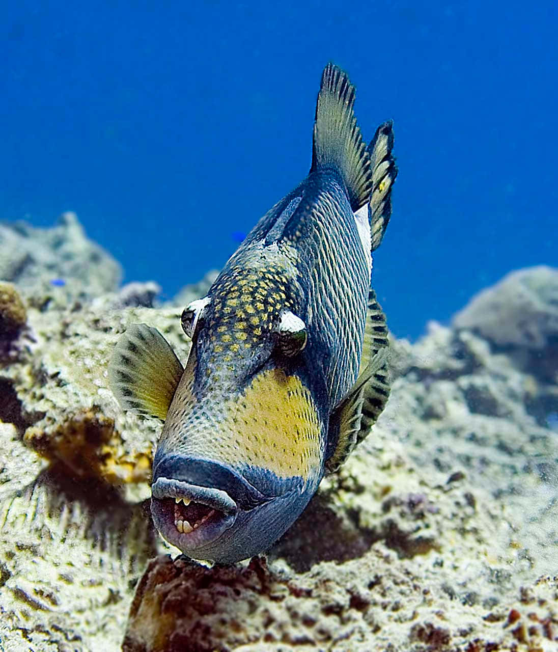 En Livlig Triggerfish Svømmer Blant Korallene Bakgrunnsbildet