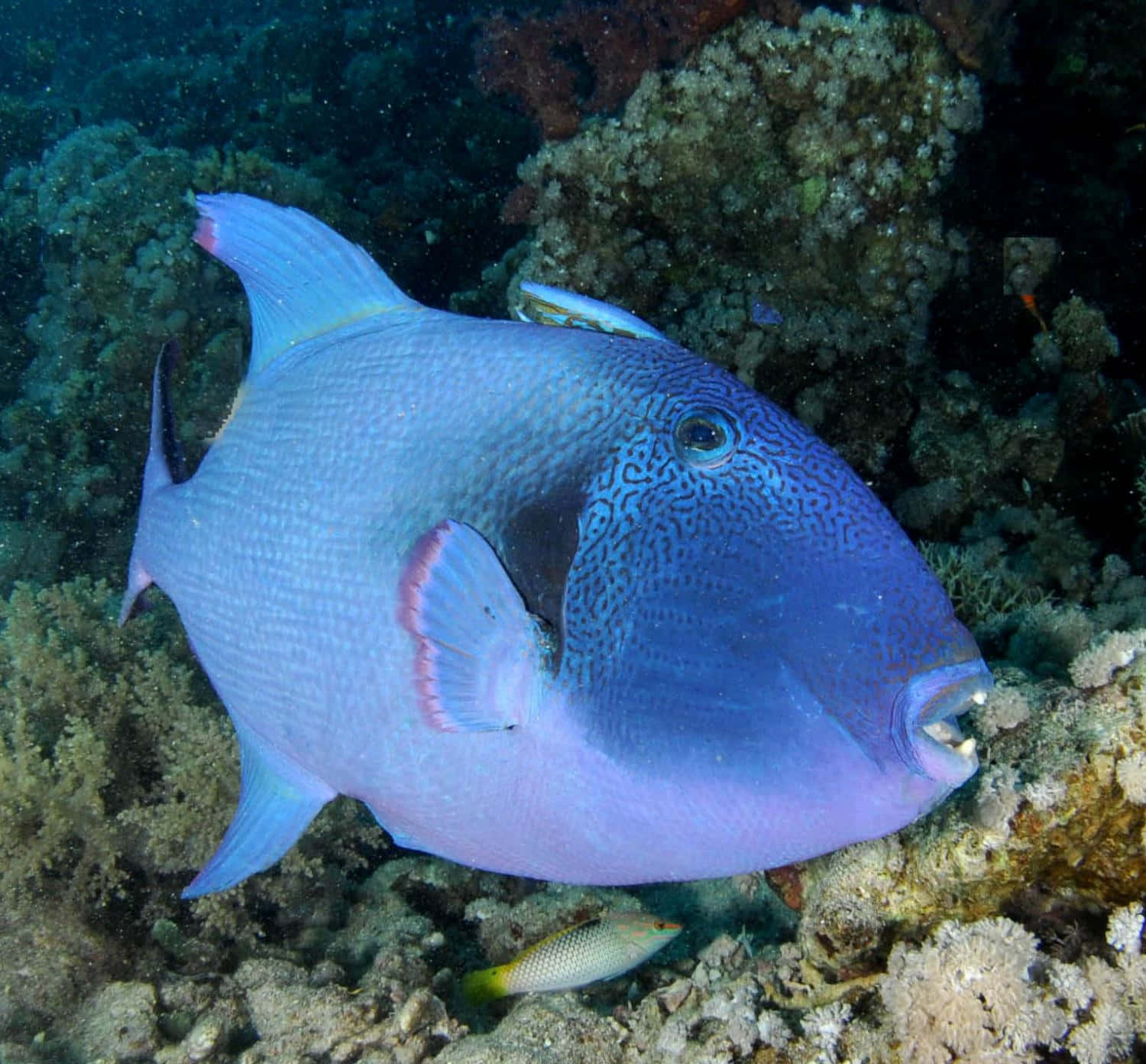 Ikan Trigger Berwarna-warni Berenang Di Laut Biru Dalam. Wallpaper