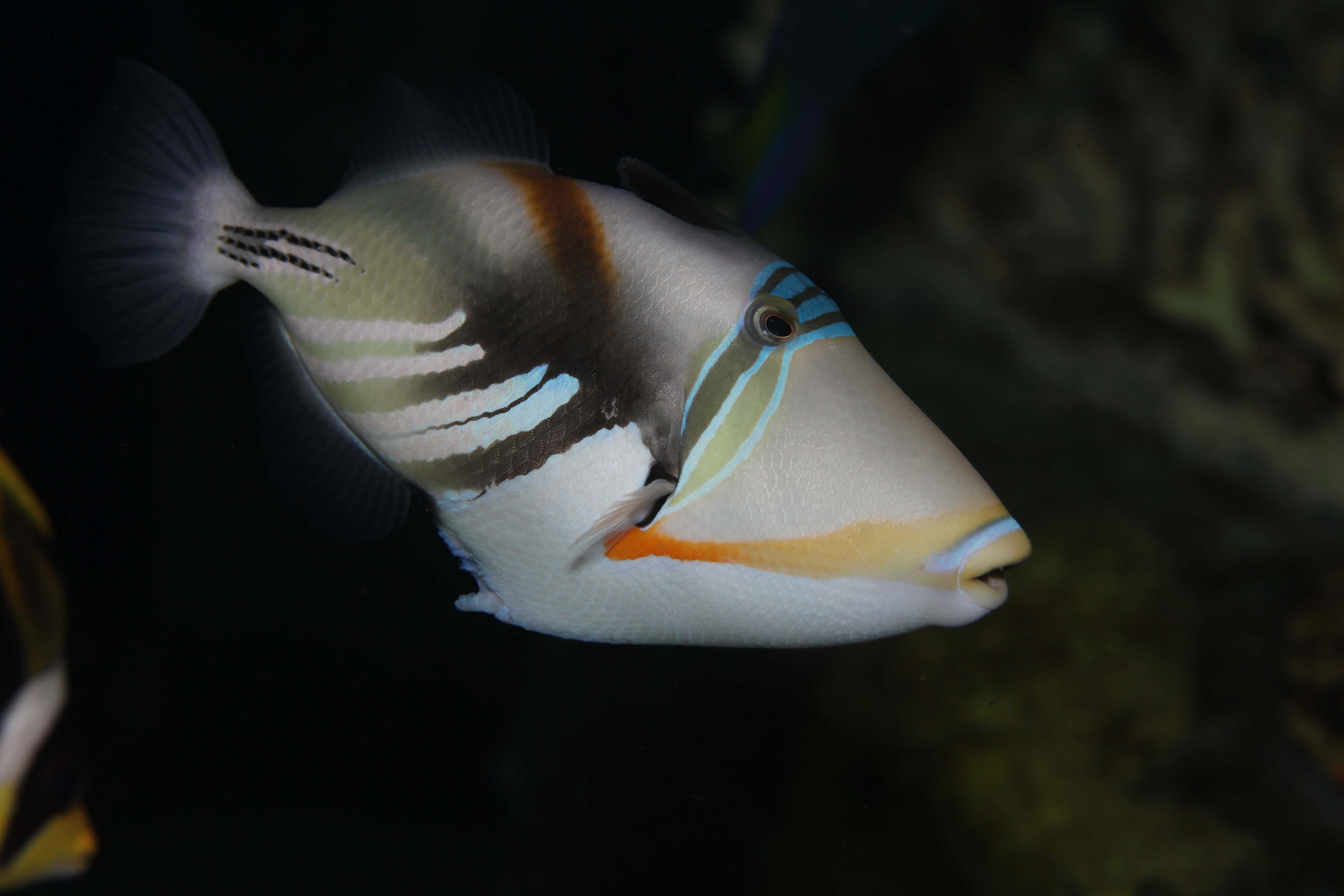 A Vibrant Triggerfish Swimming In The Tropical Waters. Wallpaper