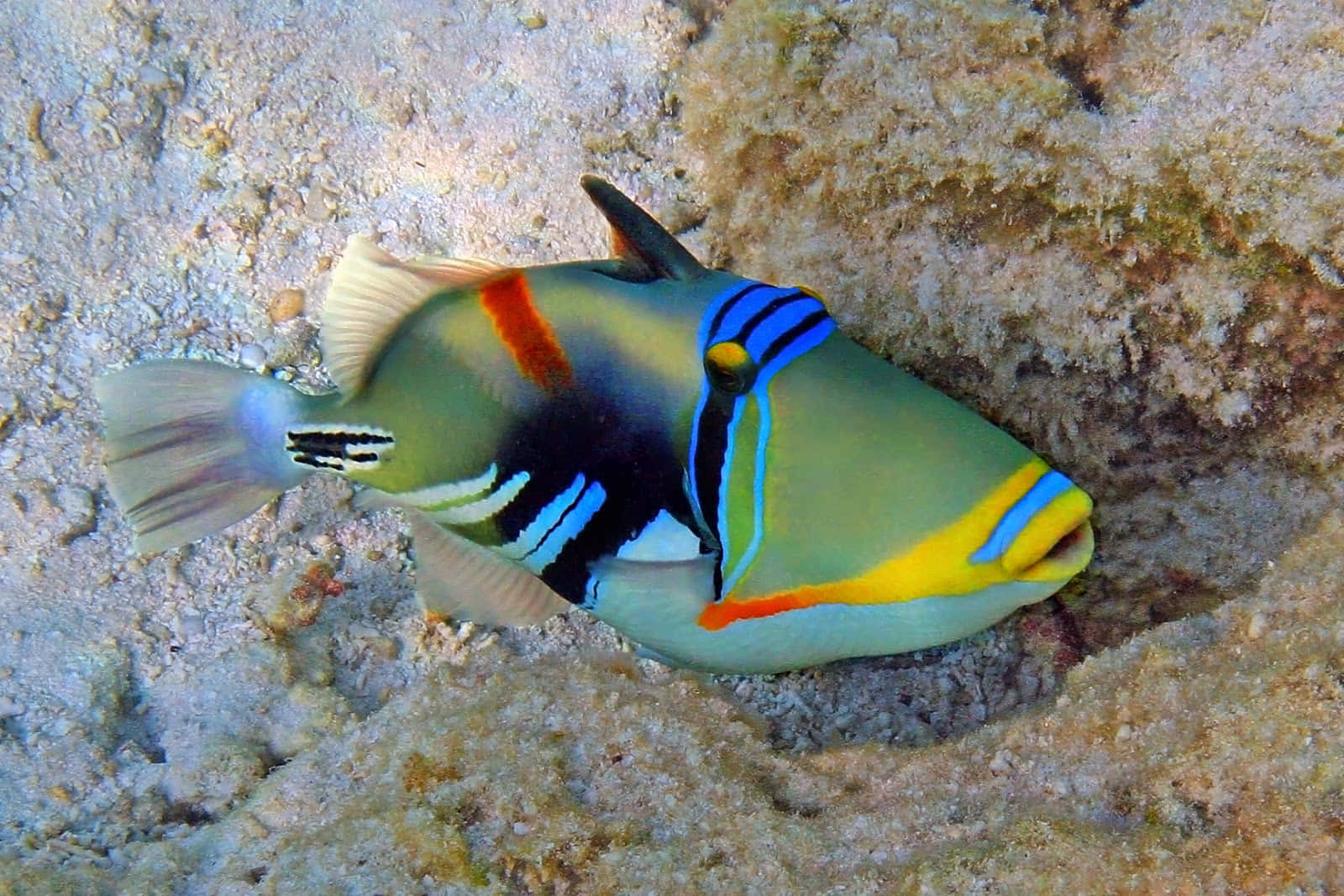 A Vibrant Triggerfish Swimming Underwater Wallpaper