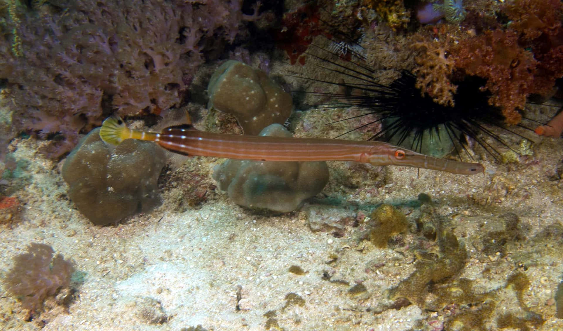 A Vibrant Trumpetfish Swimming Amidst The Coral Reefs. Wallpaper