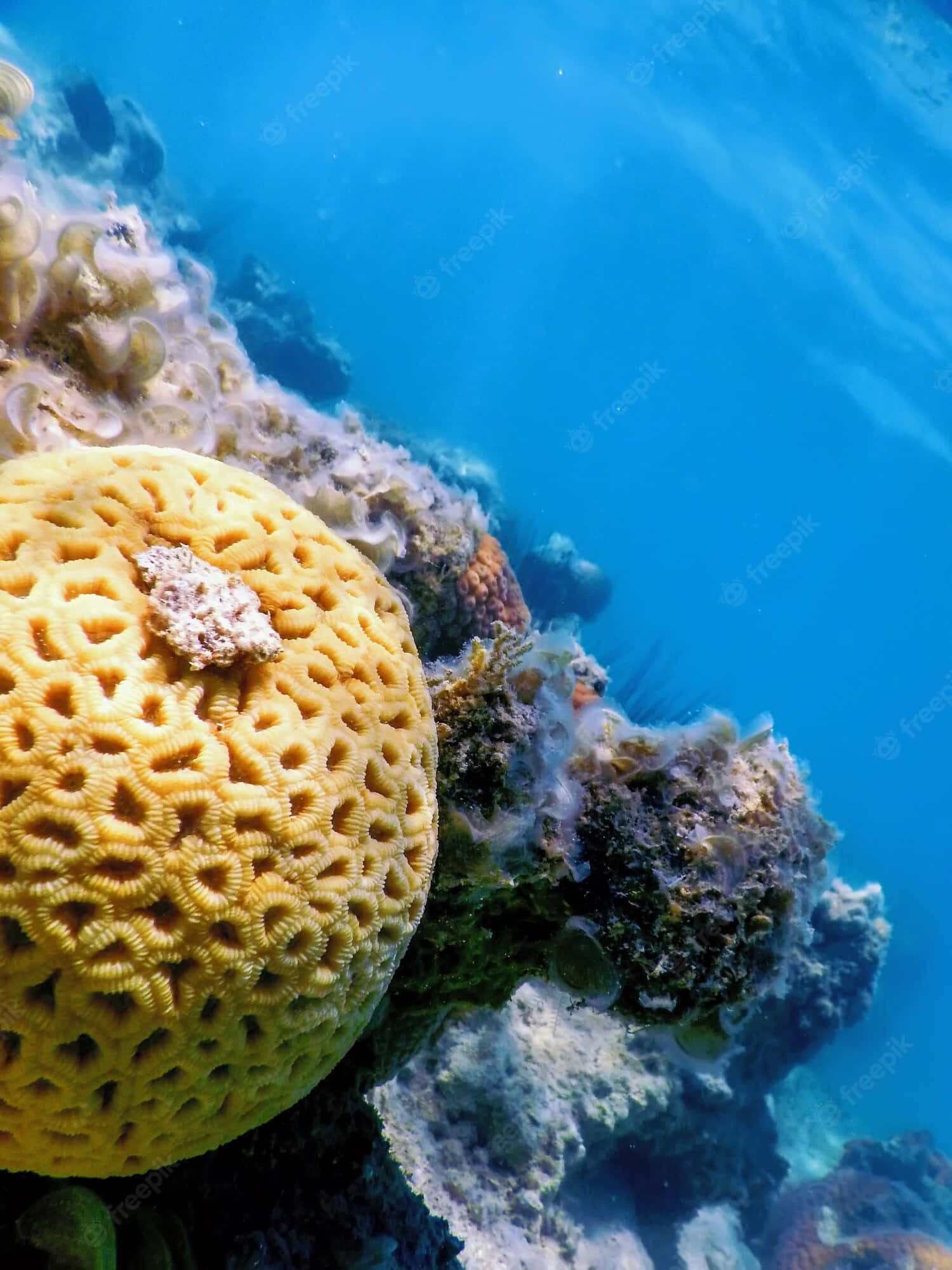 A Vibrant Undersea Scene Showing Spongebob Squarepants In His Signature Pineapple House Wallpaper
