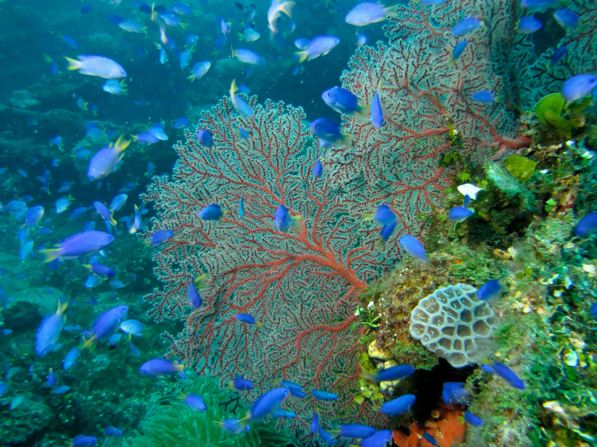 A Vibrant Underwater Snapshot Of Marine Life Wallpaper