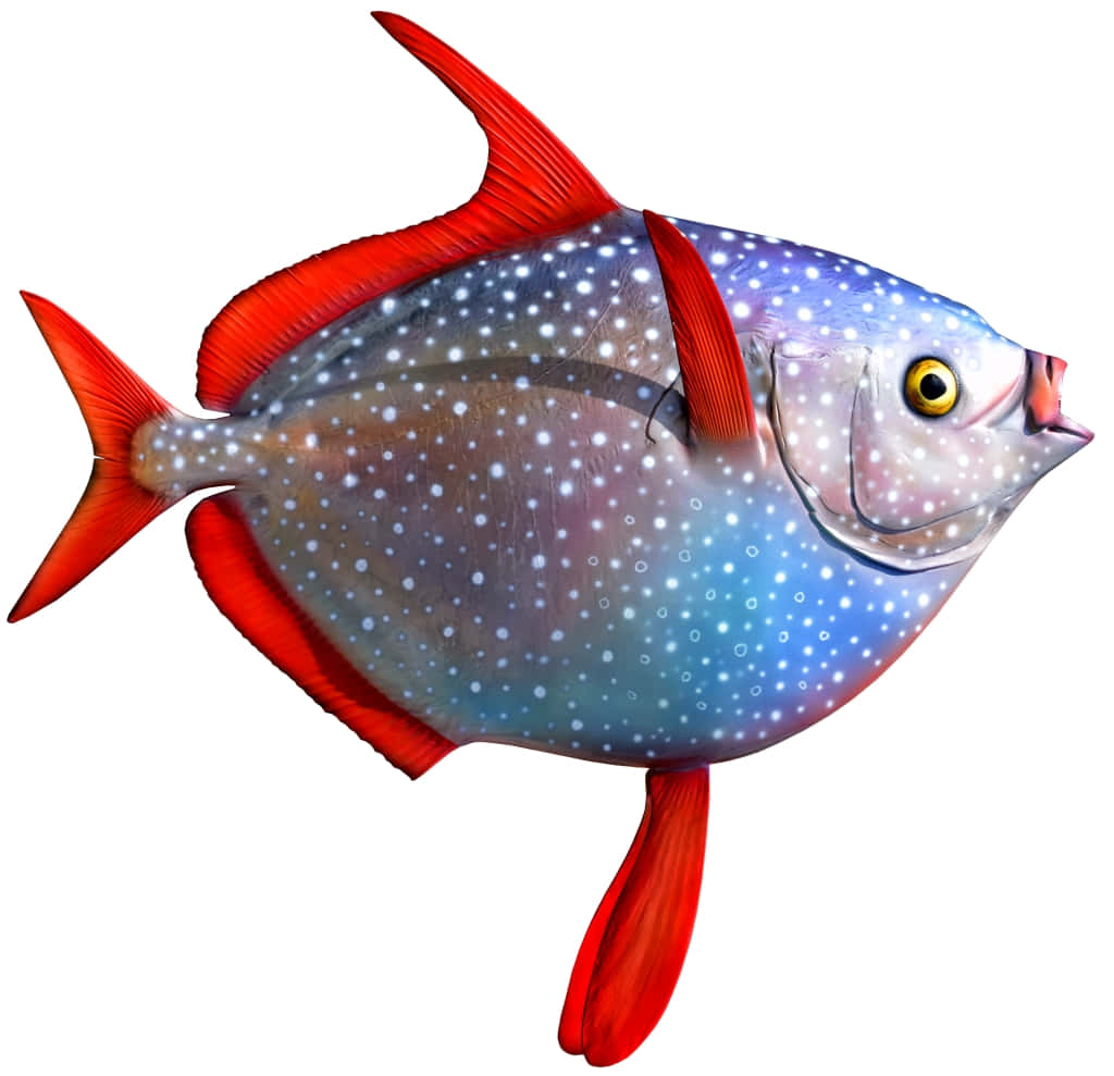 A Vibrantly Colored Opah Fish In Its Natural Underwater Habitat. Wallpaper