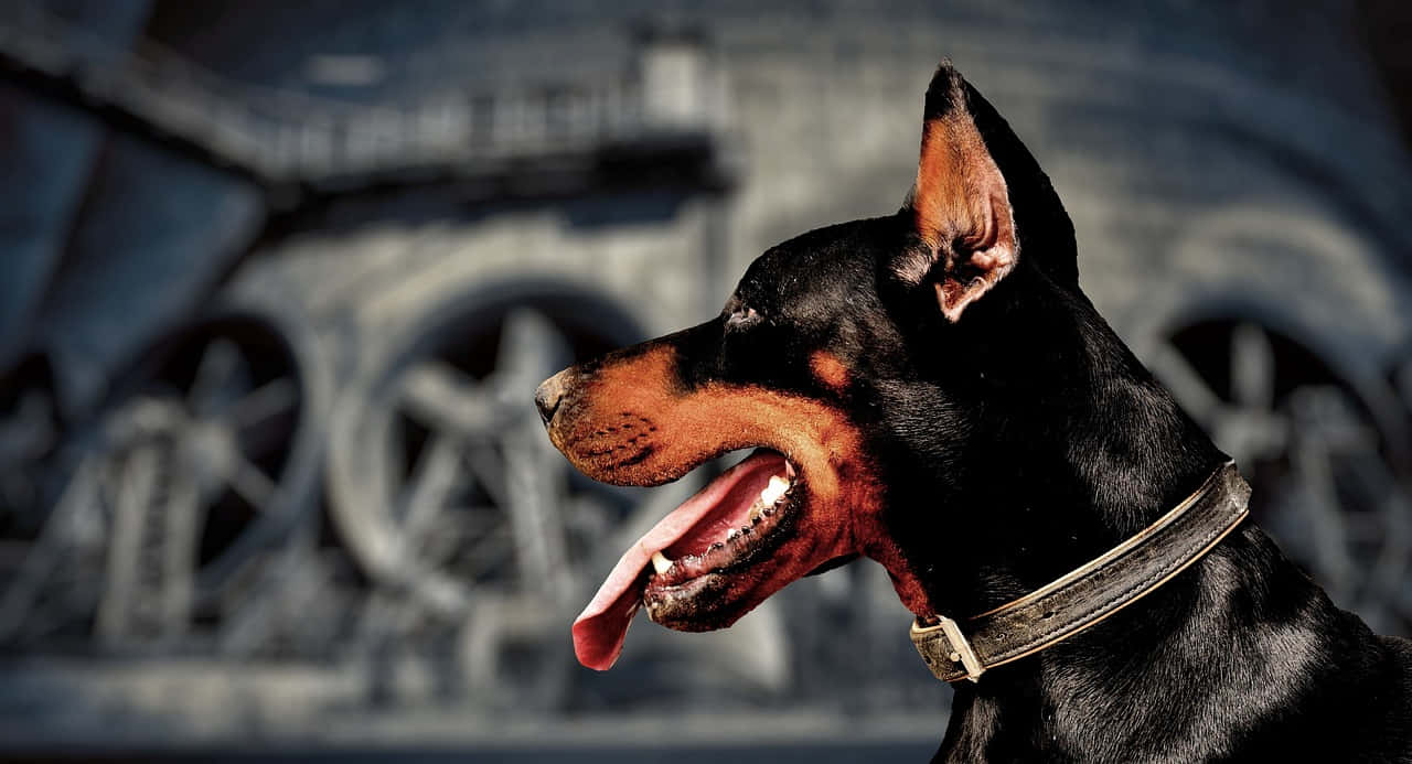 A Vigilant Guard Dog On Alert Wallpaper