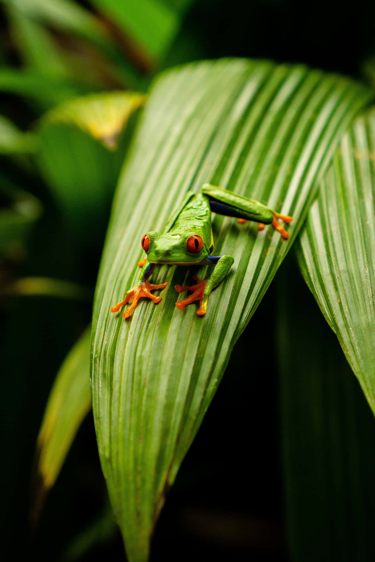 A Vivid Green Frog Resting On A Leaf