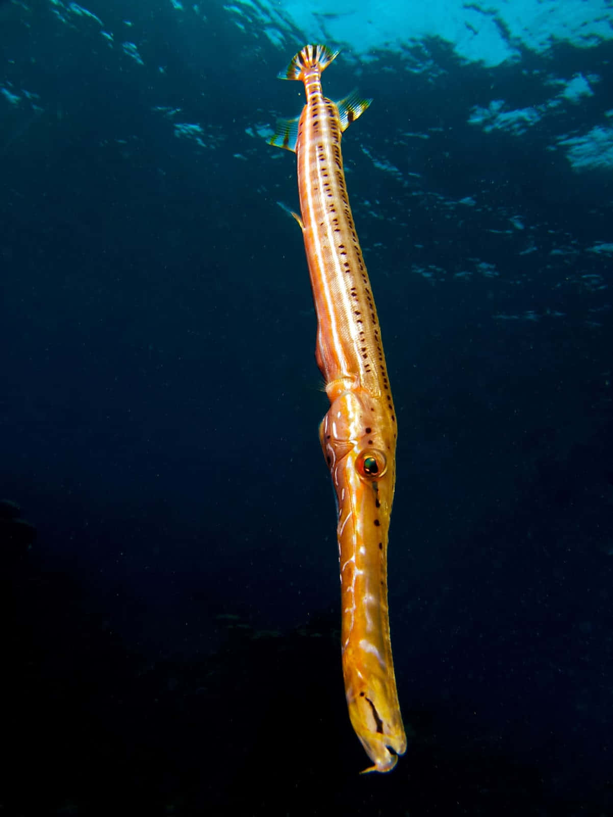 Een Levendig Gekleurde Trompetvis Die Zwemt In Helder Turquoise Water. Achtergrond