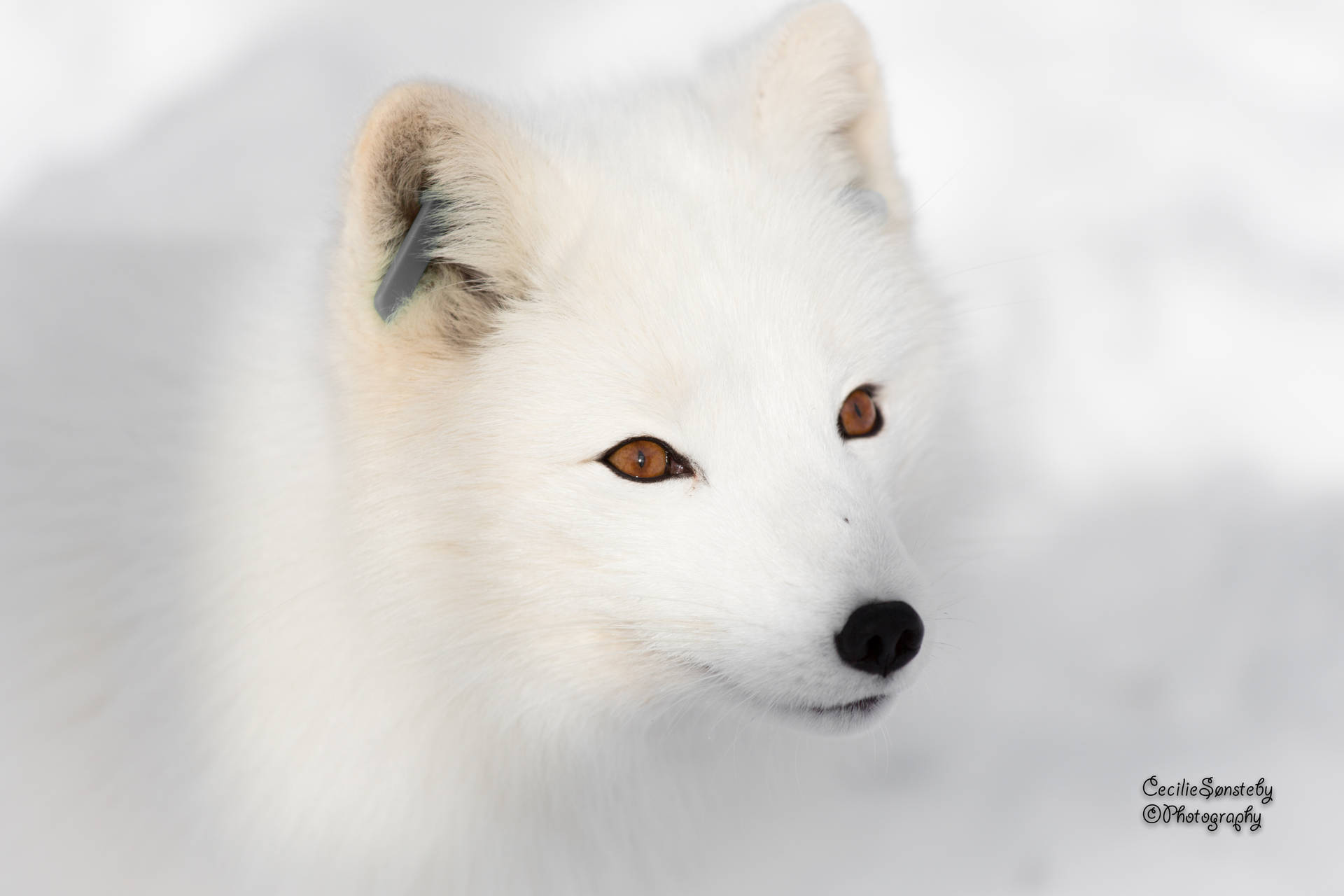 A White Fox In Serene Snow Surroundings. Wallpaper
