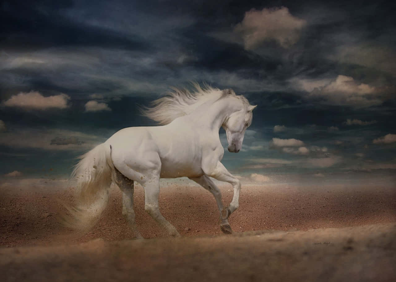 Download A White Horse Run In The Shore Wallpaper 
