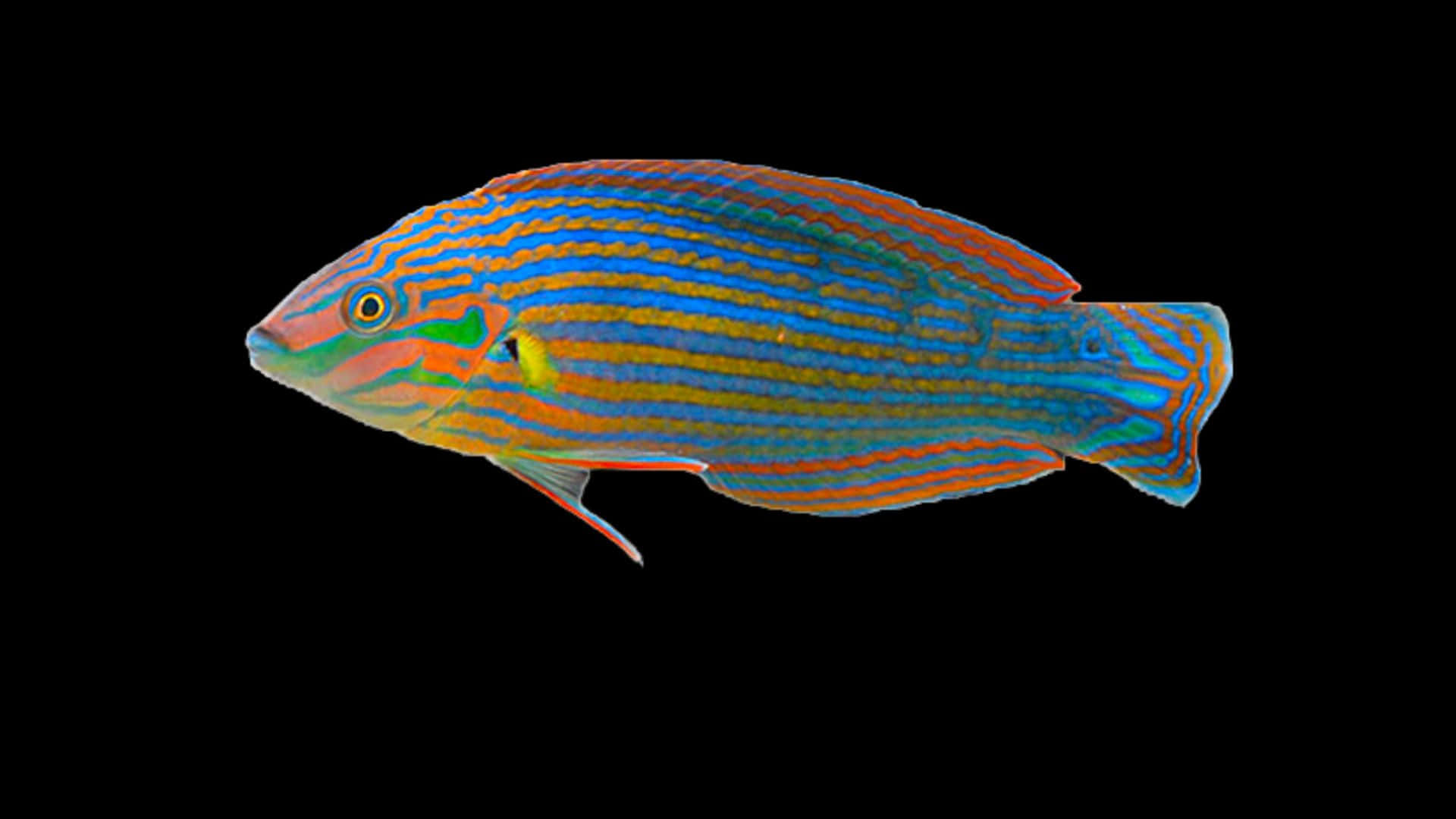 A Wrasse Fish In Exquisite Hues Wallpaper