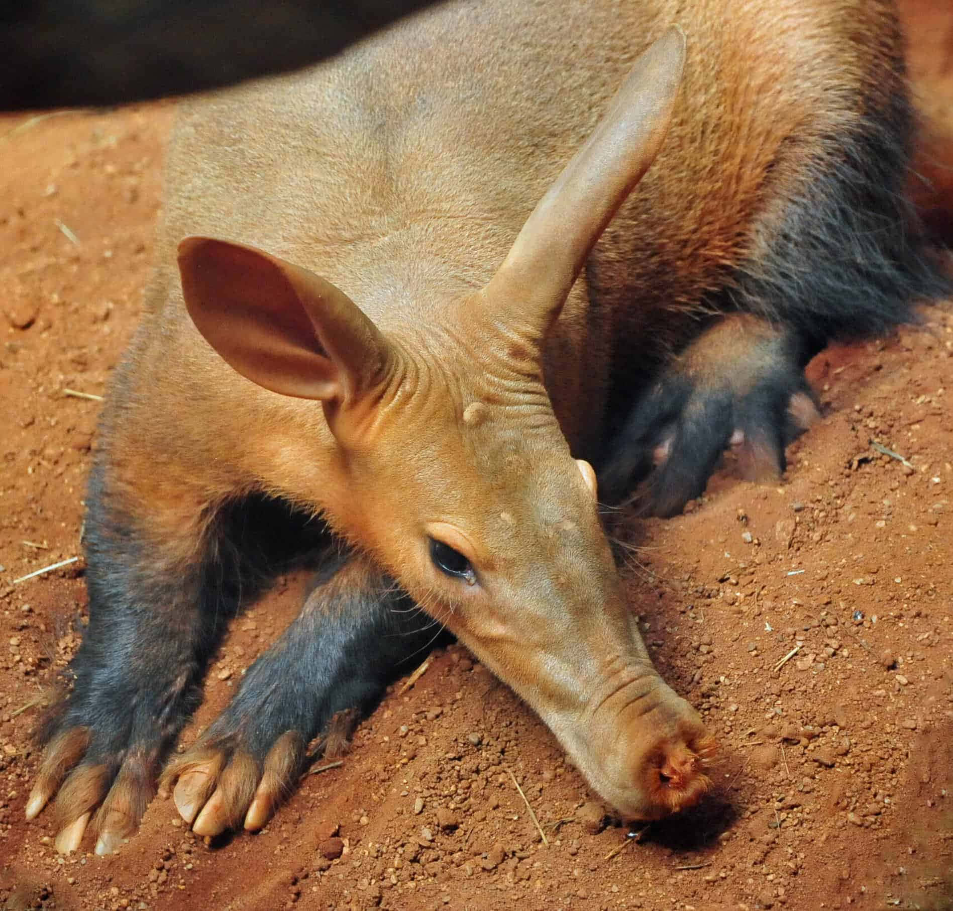 Aardvark Diggingin Dirt Wallpaper