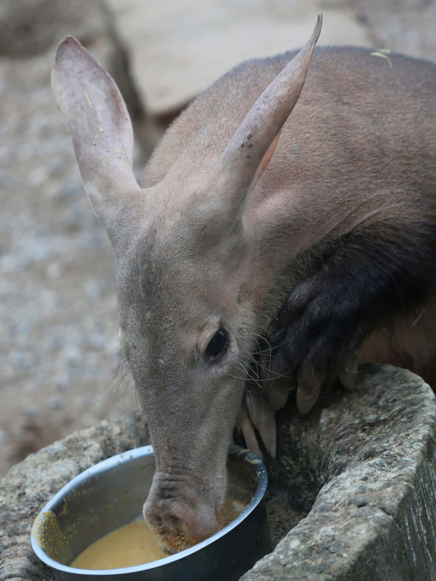 Aardvark Feeding Time Wallpaper