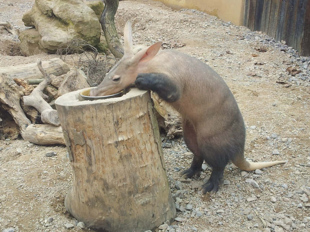 Aardvark Feedingon Log Wallpaper