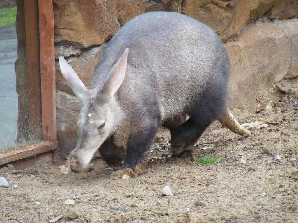 Aardvark Foragingin Dirt Wallpaper