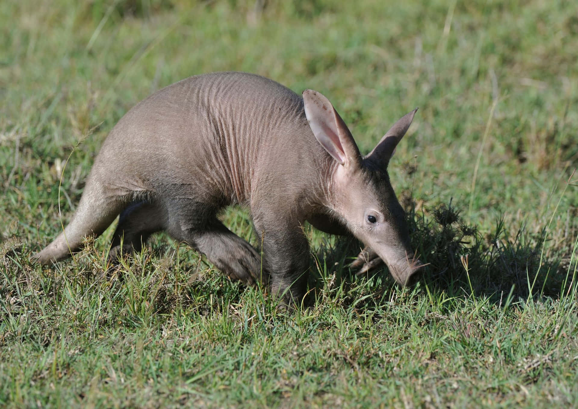 Aardvark Foragingin Grassland Wallpaper