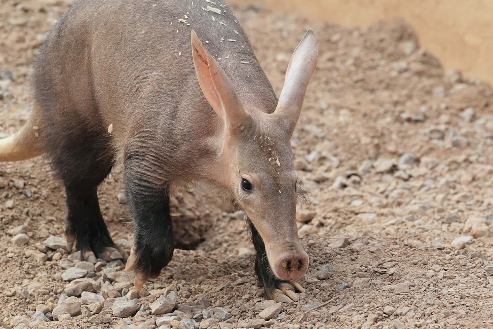 Download Aardvark Foragingin Habitat Wallpaper | Wallpapers.com