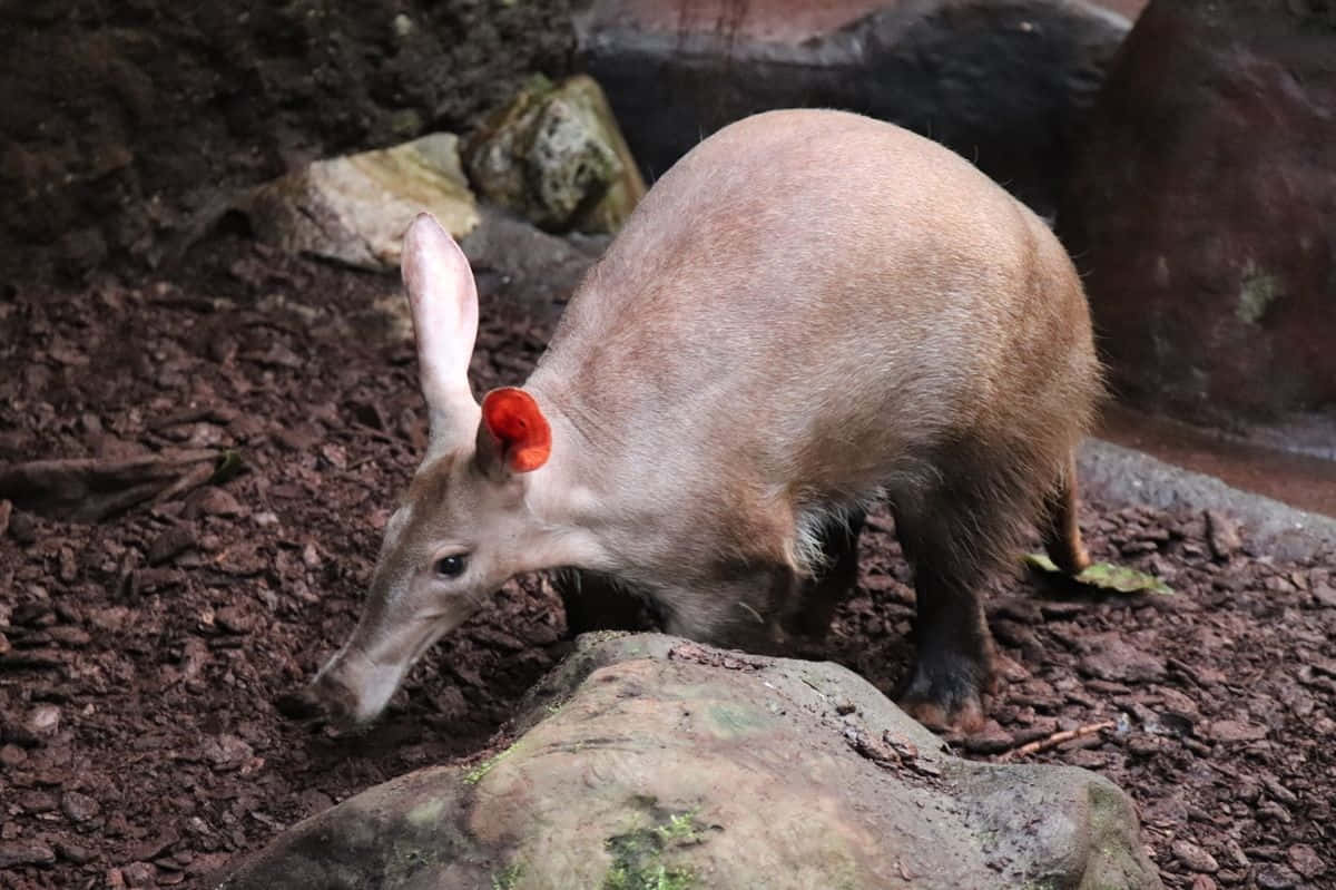 Aardvark Foragingin Habitat Wallpaper