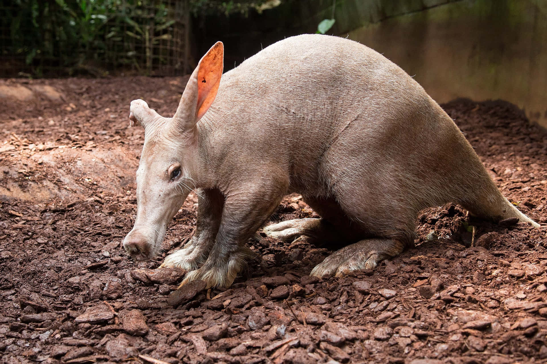 Aardvark Foragingin Habitat.jpg Wallpaper