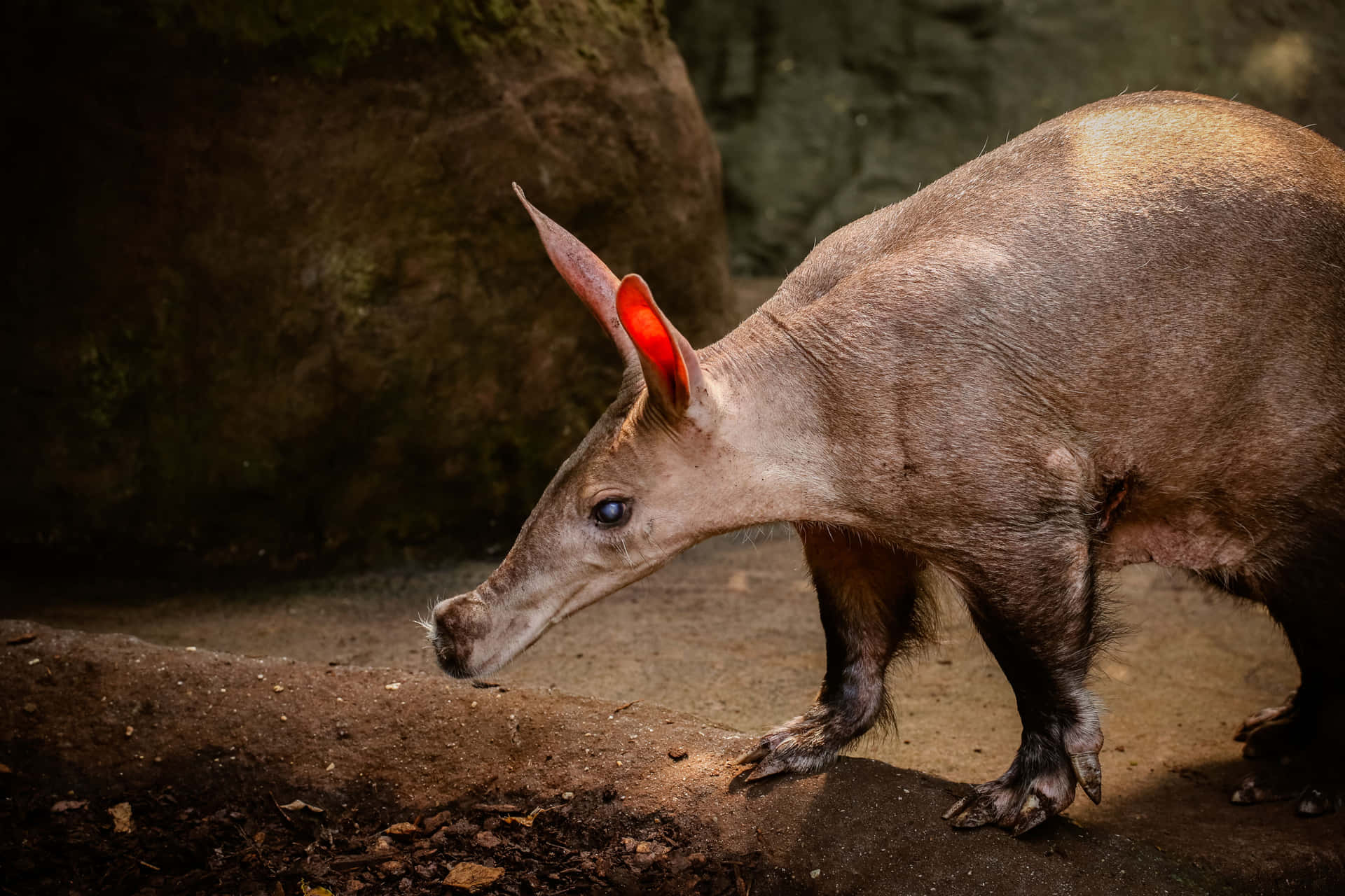 Aardvark Foragingin Habitat Wallpaper
