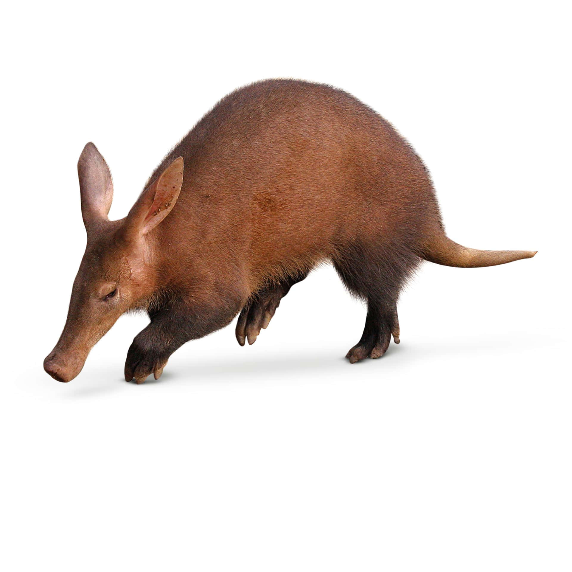 Aardvark Isolatedon White Background Wallpaper