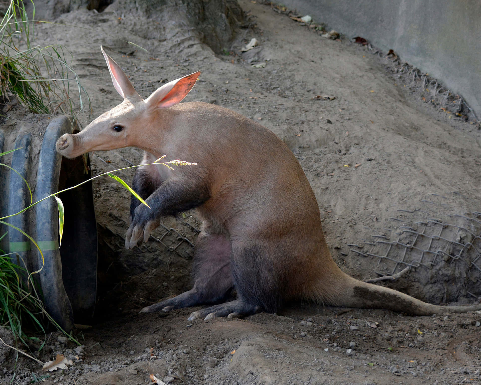 Aardvark Resting Against Tire Wallpaper