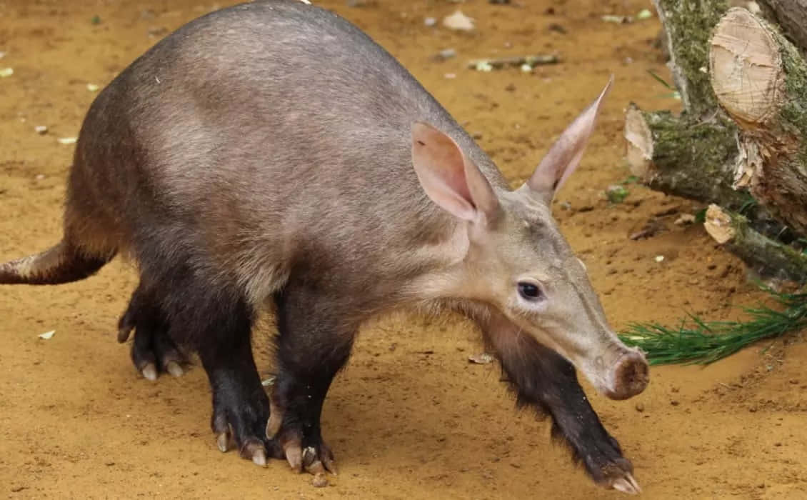 [100+] Aardvark Wallpapers | Wallpapers.com