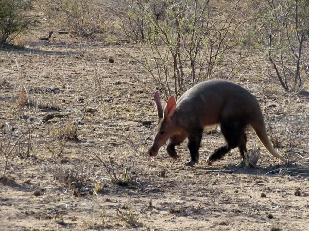 [100+] Aardvark Wallpapers | Wallpapers.com