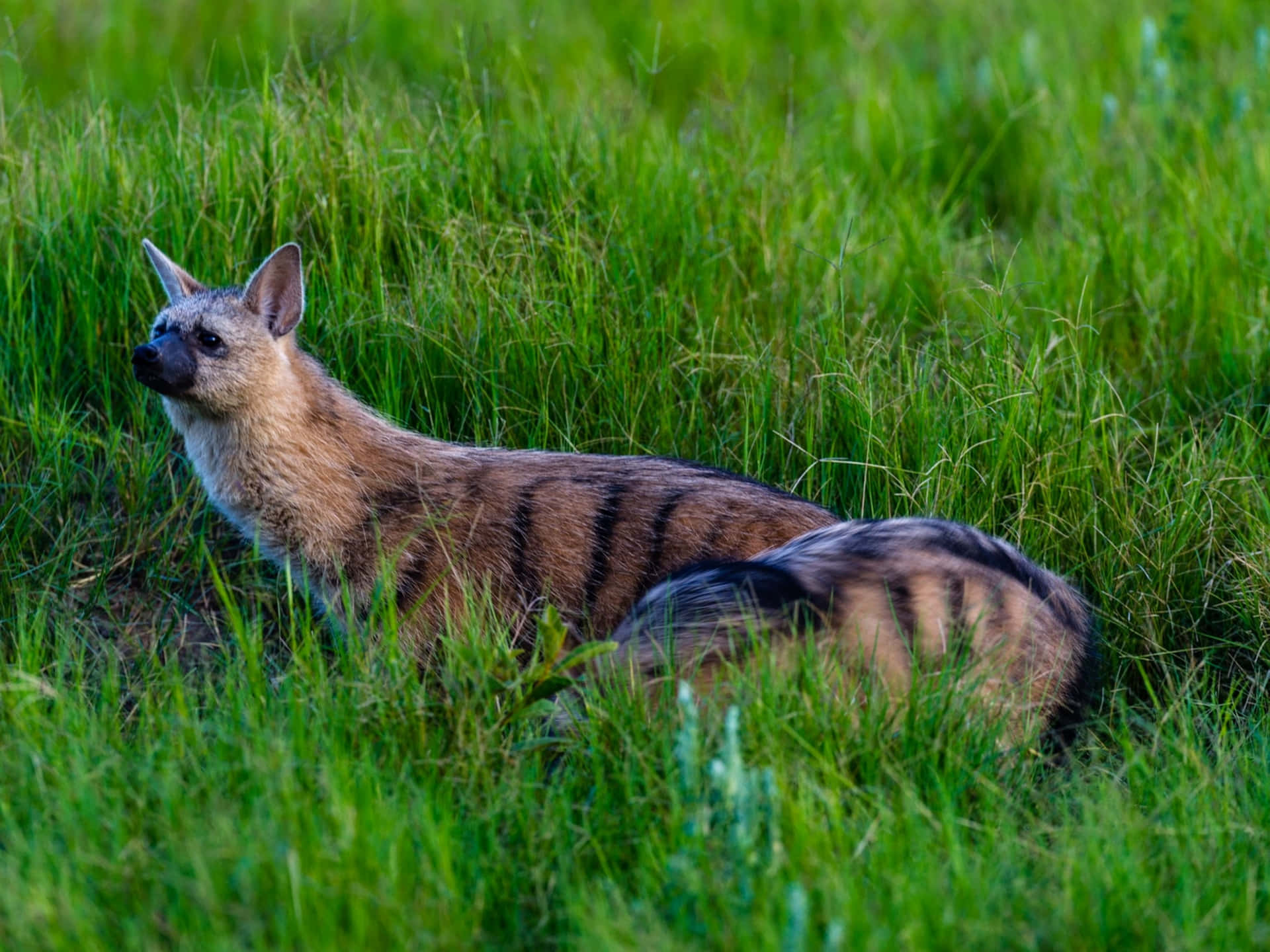 Aardwolfin Grassland Habitat Wallpaper