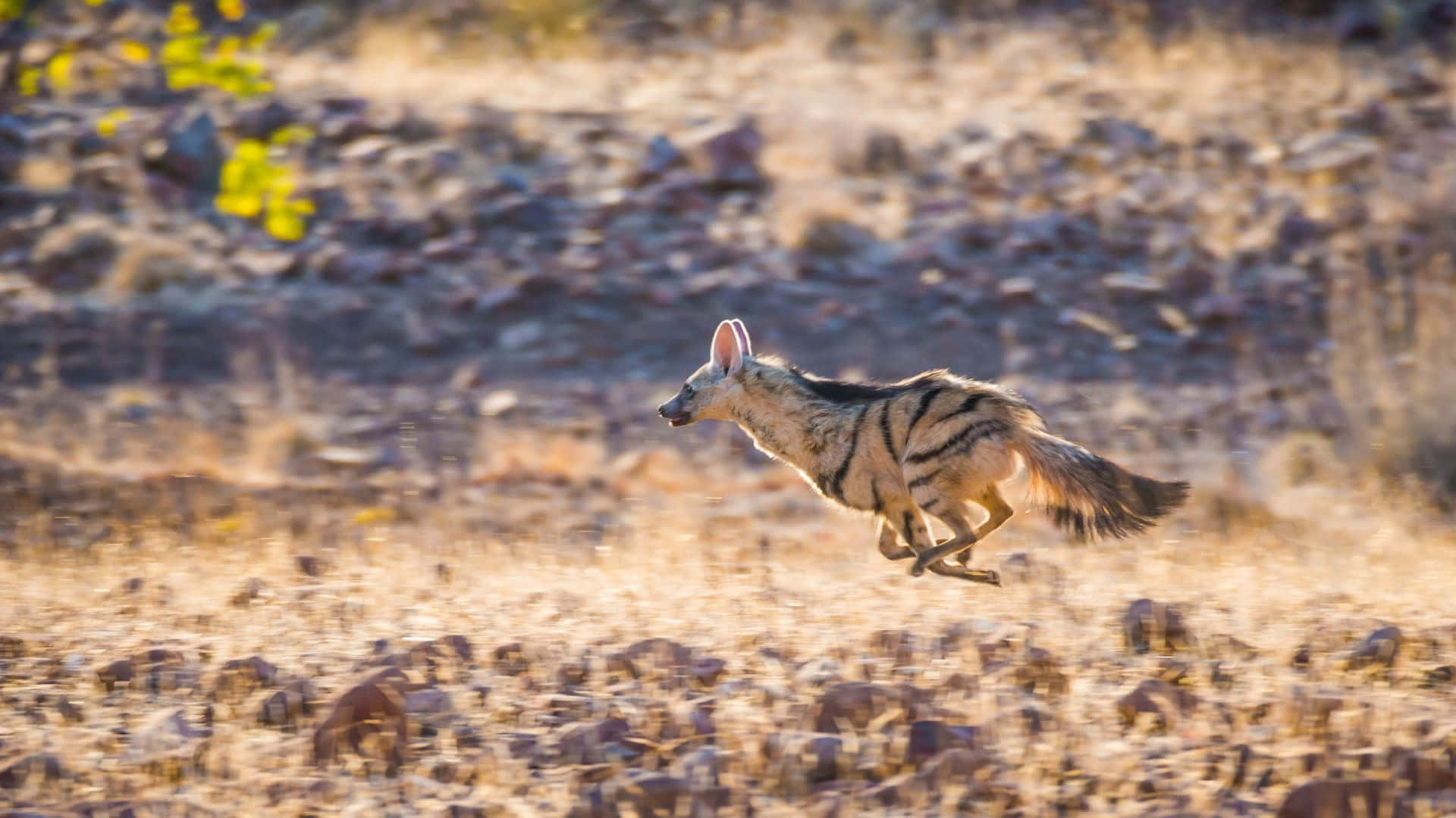 Aardwolfin Motion Wallpaper