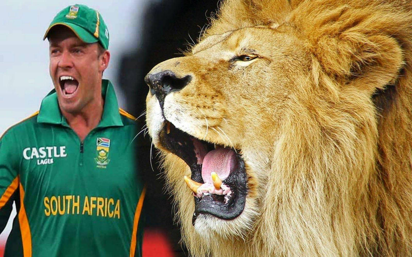 Ab De Villiers Roaring Lion Wallpaper