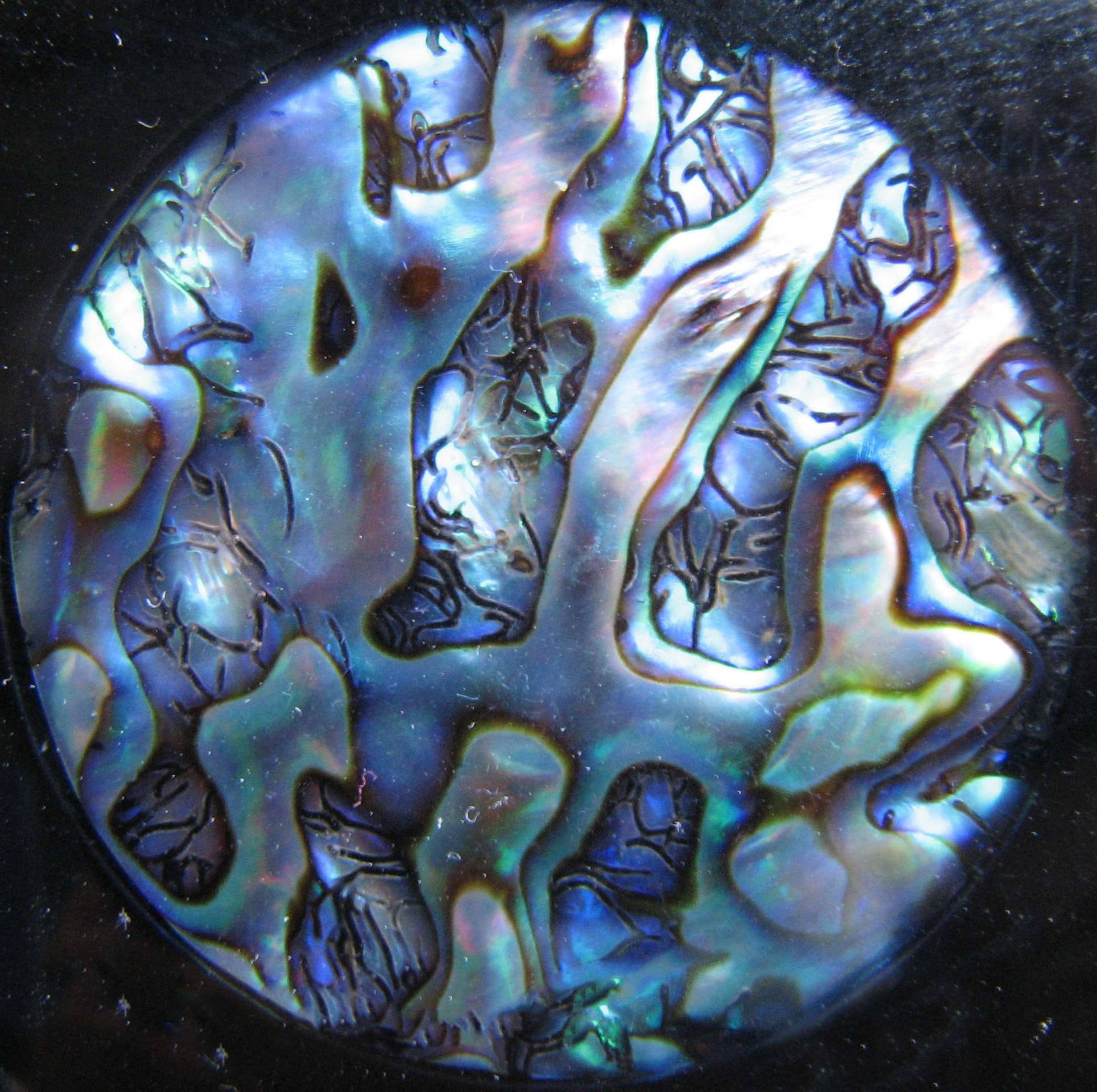 Abalone Shell Digital Art Wallpaper
