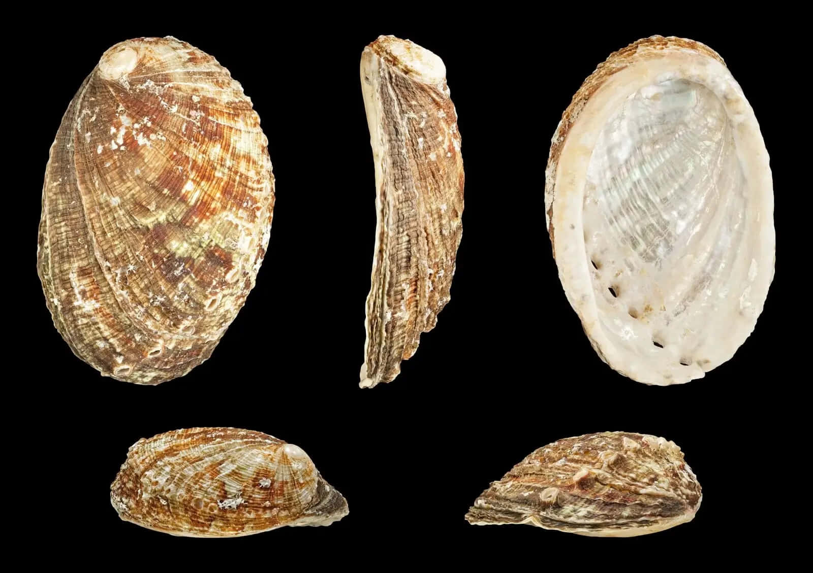 Abalone Shell Multiple Views Wallpaper