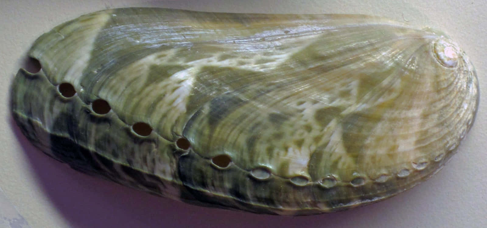 Abalone Shell Texture Wallpaper