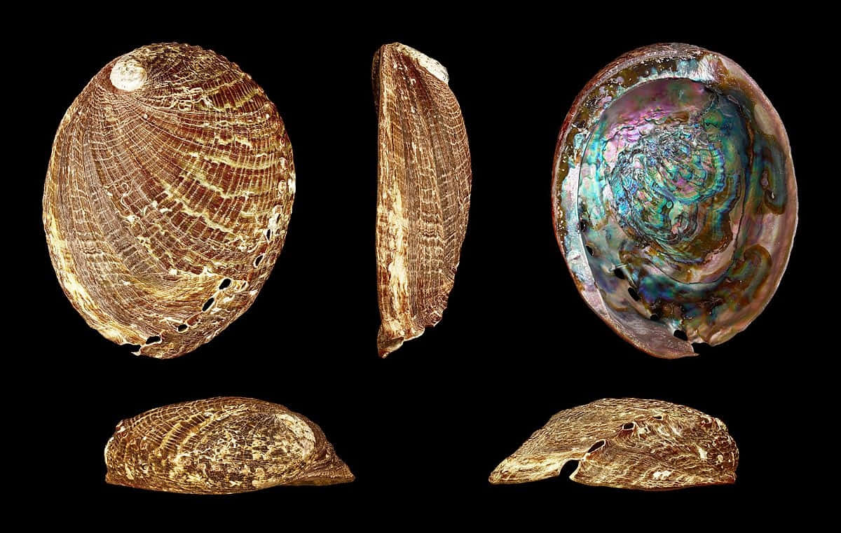 Abalone Shell Variety Wallpaper
