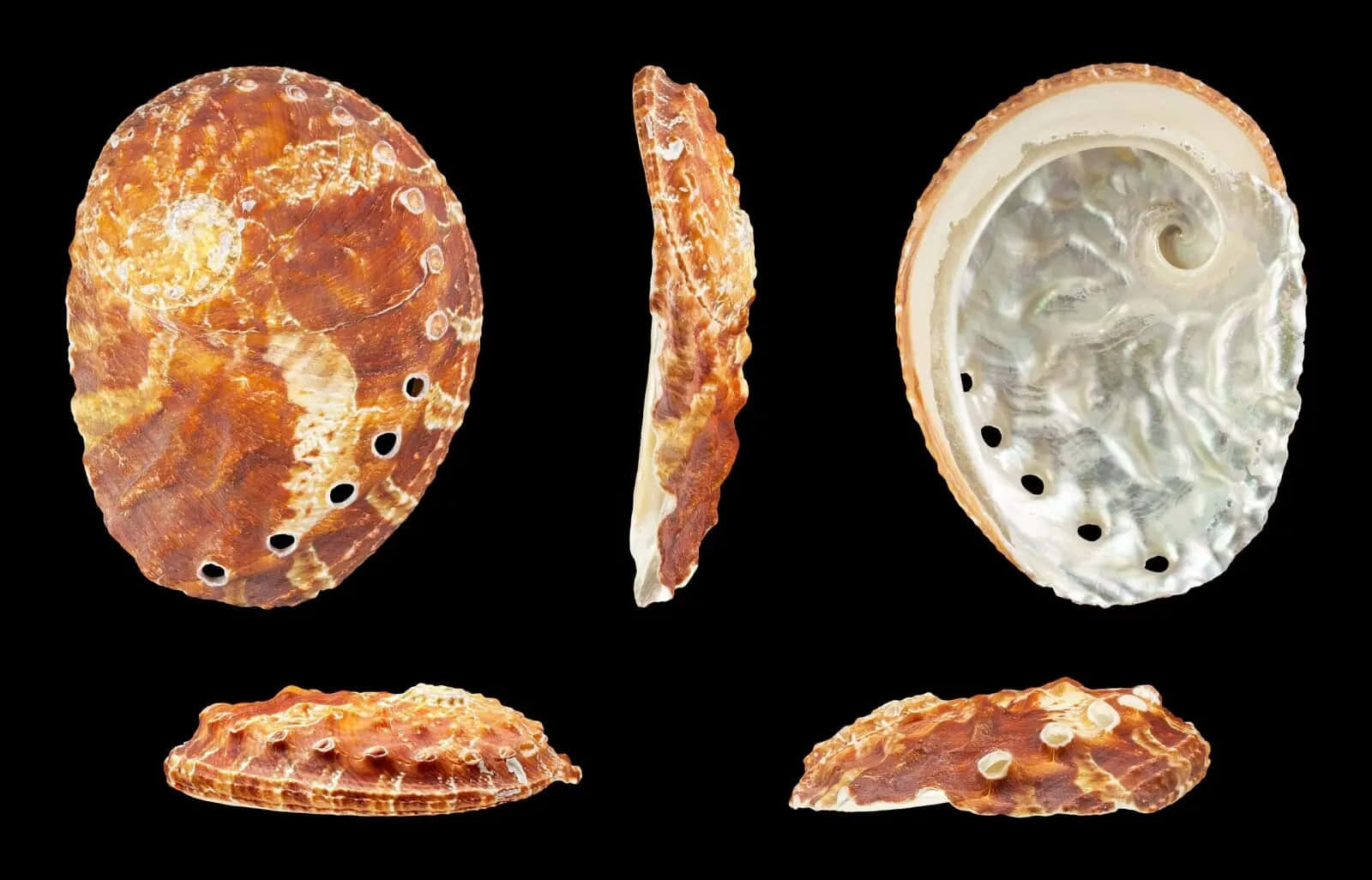 Abalone Shell Variety Views Wallpaper