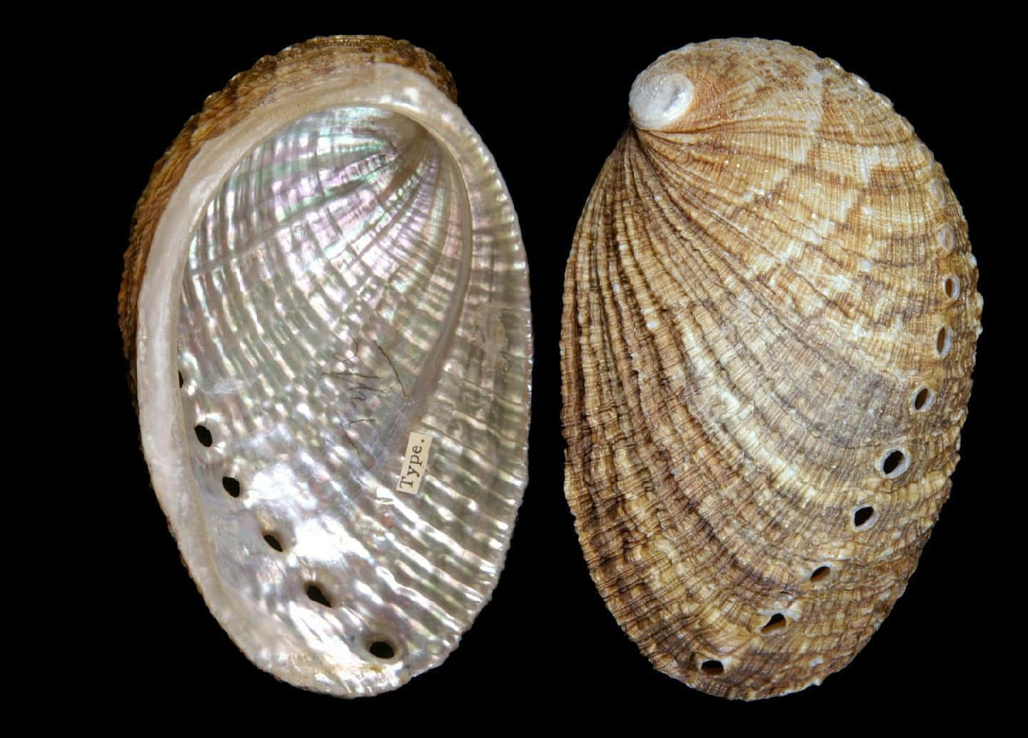 Abalone Shells Comparison Wallpaper