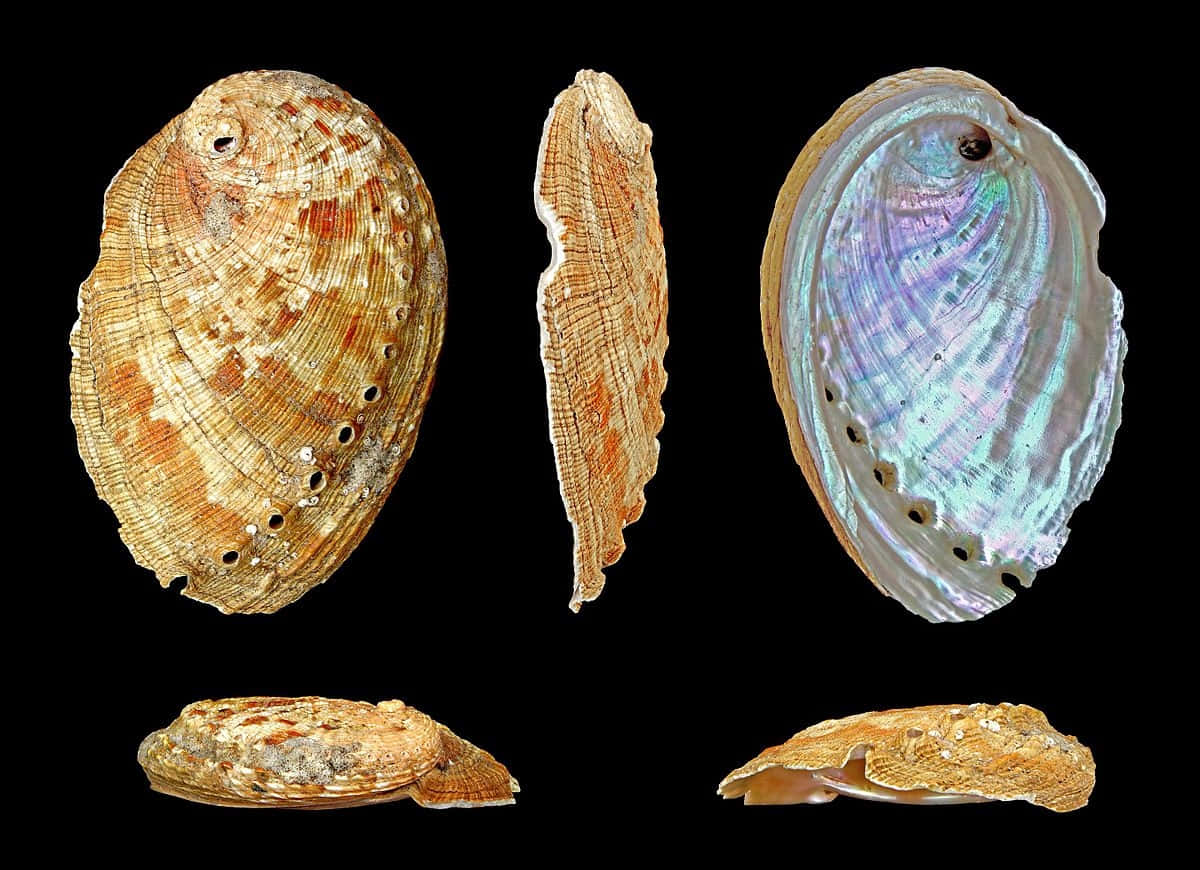 Abalone Shells Variety Wallpaper