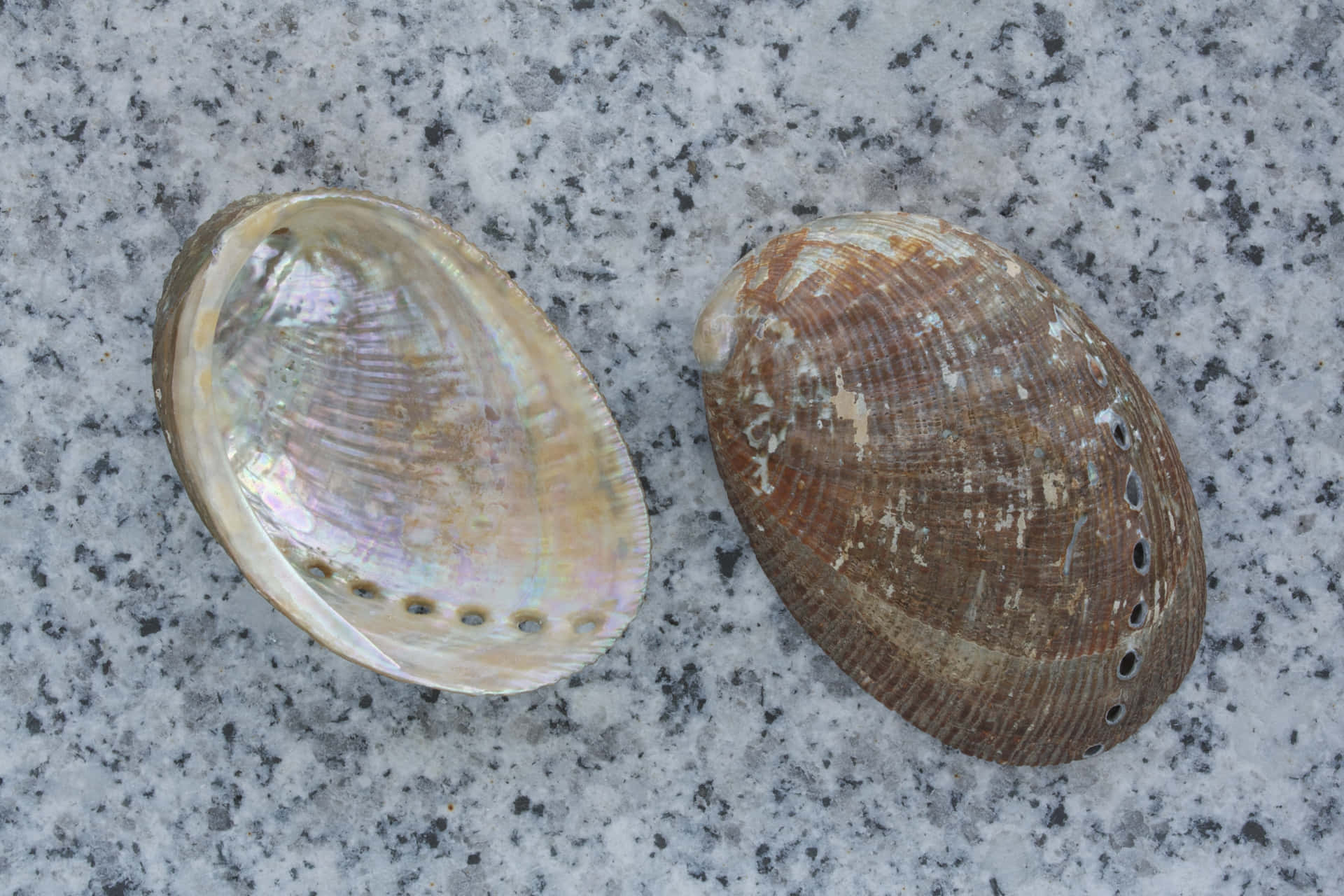Abalone Shellson Marble Background Wallpaper