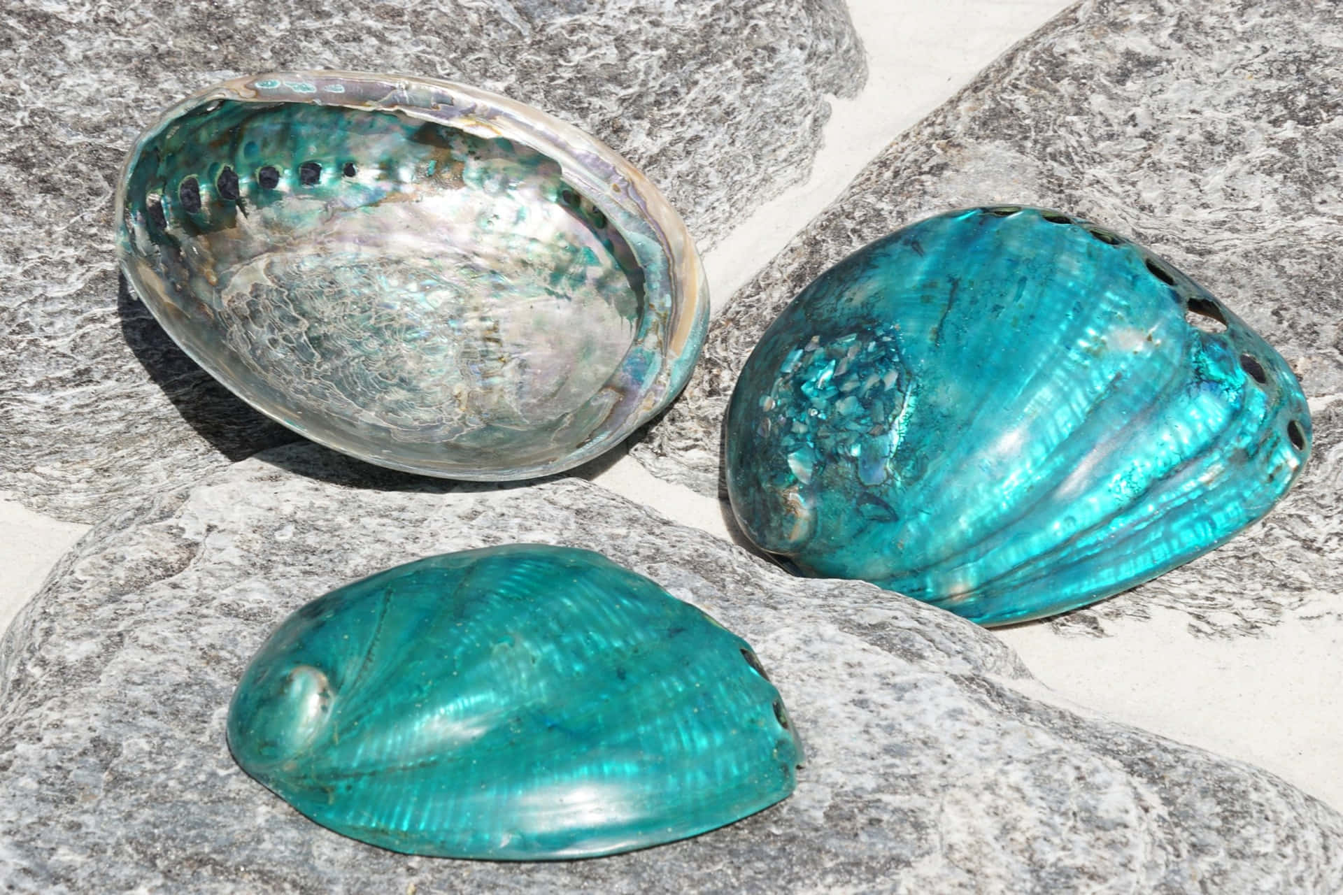 Abalone Shellson Rocks Wallpaper