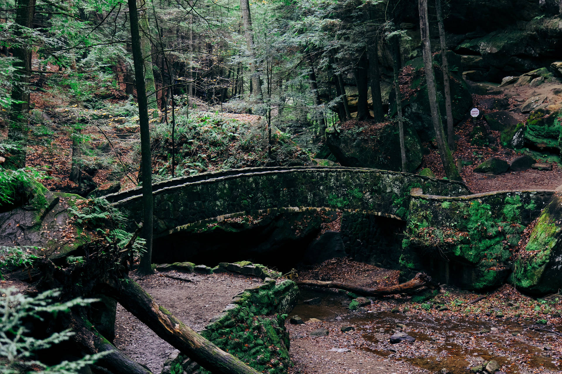 Abandoned Bridge In Rainforest Wallpaper
